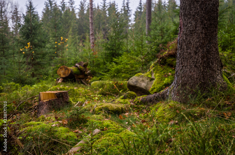 Mystics green forest with stomp and large coniferous trunk, green grass, moss and red fallen leaf in Czech Moravian higland Mystics green forest with stomp and large coniferous trunk, green grass, moss and red fallen leaf in Czech Moravian higland