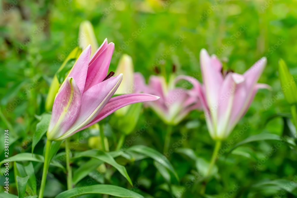 Lily in the garden on a nature background. Lily in the garden on a nature background.