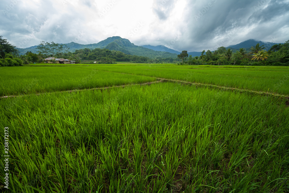 Ripe rice field on the island of Flores, Indonesia Ripe rice field on the island of Flores, Indonesia