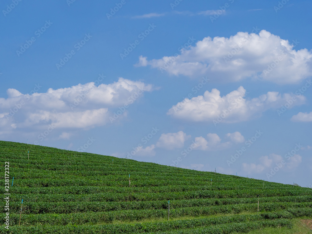 Tea plantation at Chiangrai, Thailand.