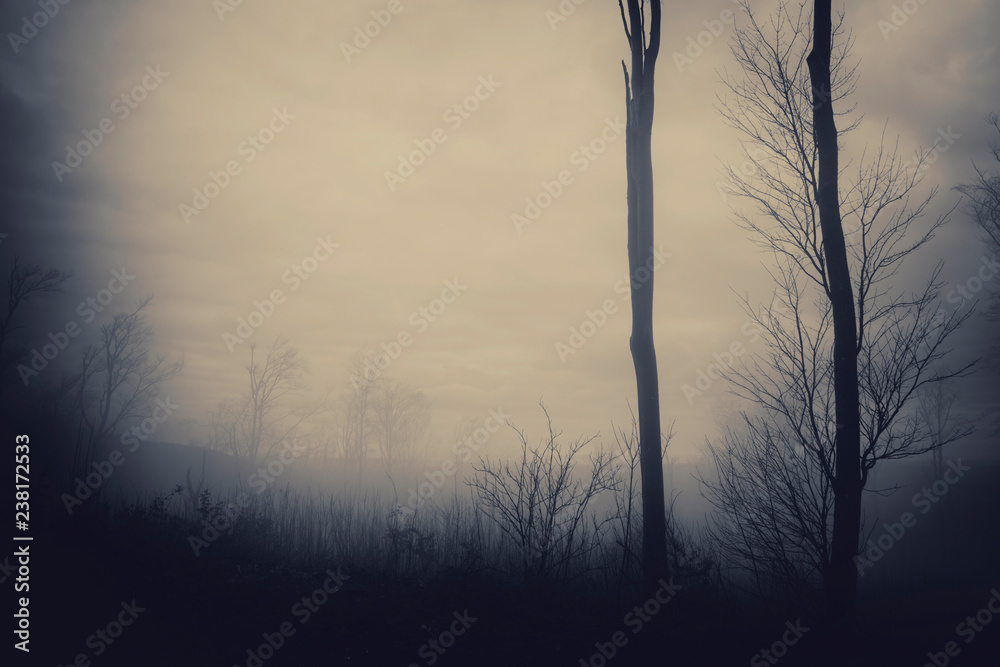 minimal forest background, trees in fog