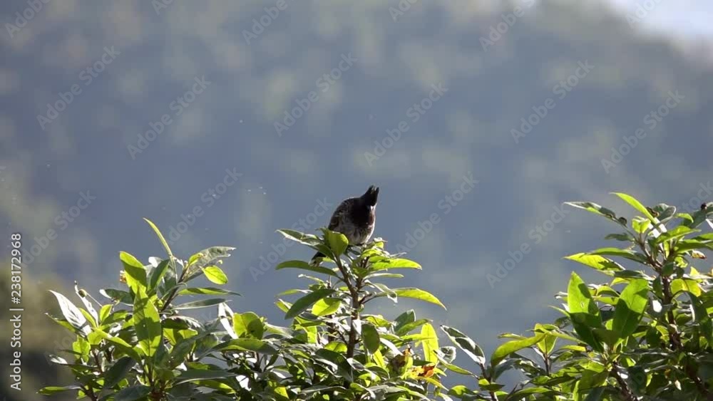 Red-vented Bulbul Bird (Pycnonotus cafer) Sitting on Tree Branch Red-vented Bulbul Bird (Pycnonotus cafer) Sitting on Tree Branch