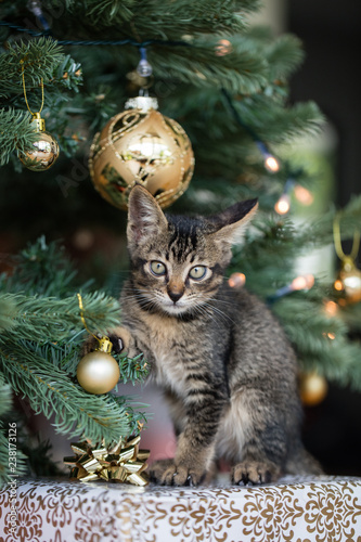 Christmas tree with kitten © Kerstin