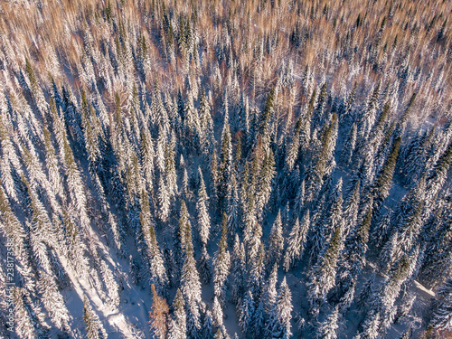 Top view drone forest winter aerial