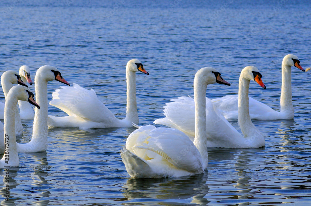 Fototapeta premium White swans on a colorful lake