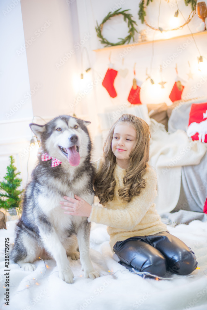Cute girl having fun at home with a dog Malamute at home in a decorated room for Christmas
Cute girl having fun at home with a dog Malamute at home in a decorated room for Christmas