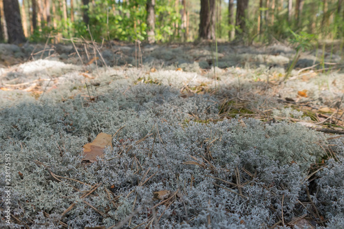 Wallpaper Mural carpet of Reindeer lichen in a pine forest Torontodigital.ca