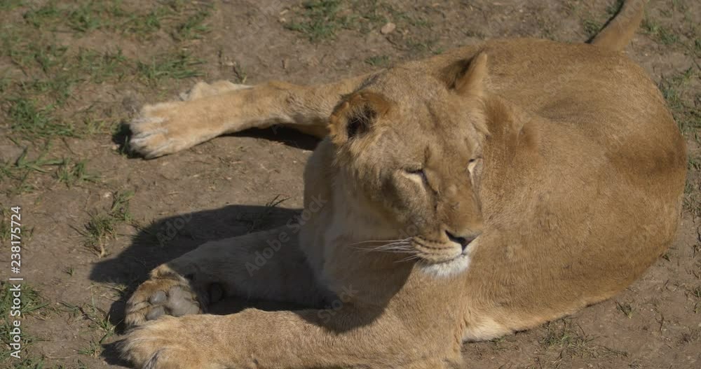 Muzzle of the beautiful lioness lying on the ground Head of the cat Muzzle of the beautiful lioness lying on the ground Head of the cat