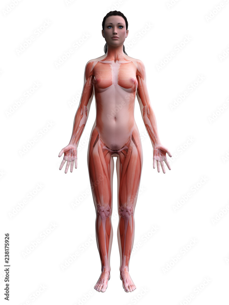 3d rendered medically accurate illustration of the female muscle system 3d rendered medically accurate illustration of the female muscle system