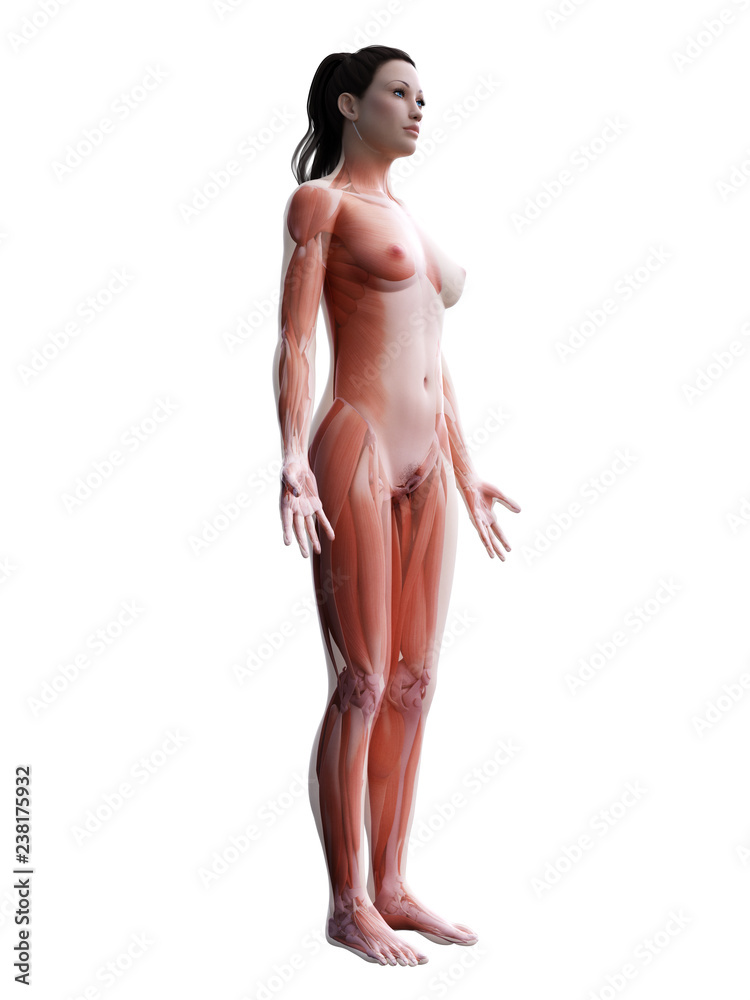 3d rendered medically accurate illustration of the female muscle system 3d rendered medically accurate illustration of the female muscle system