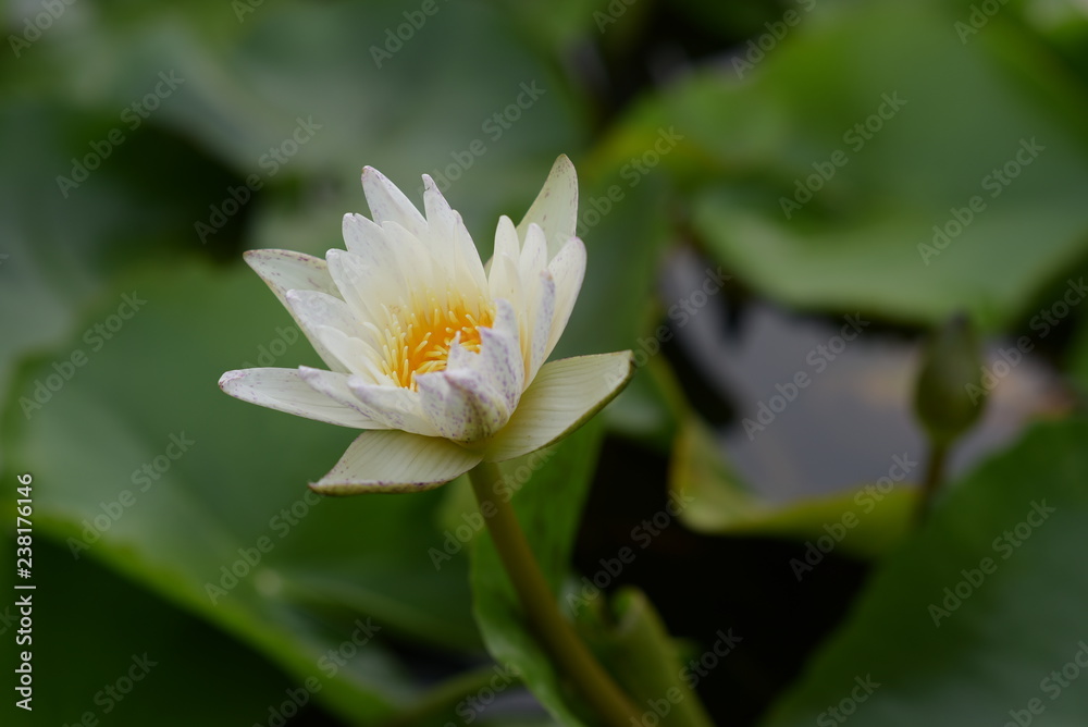 Lotus Lotus