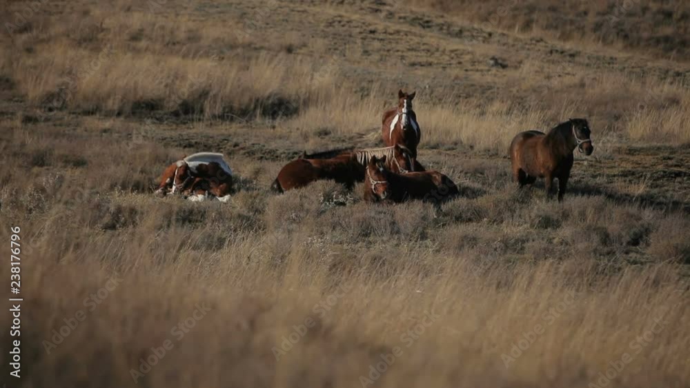 Horses rest in the sun Horses rest in the sun
