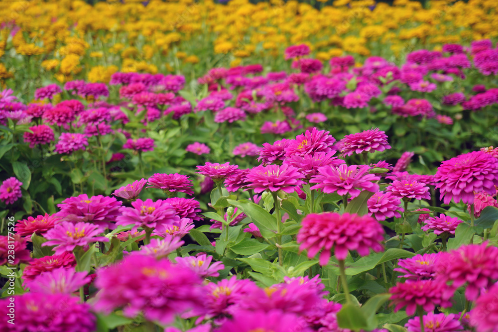 Close up chrysanthemum flower in the garden Close up chrysanthemum flower in the garden