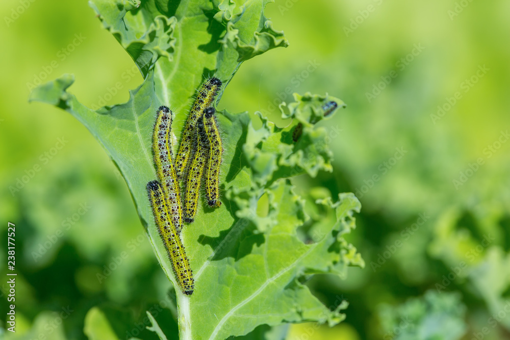 Caterpillars of big cabbage white eat kale leaf Caterpillars of big cabbage white eat kale leaf