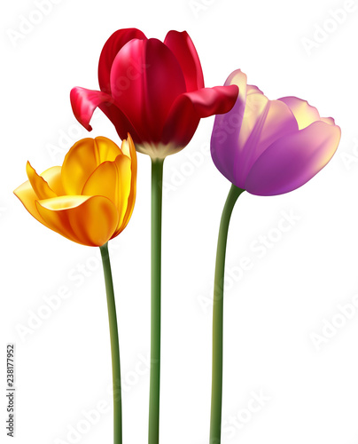 photo realistic raster tulips
