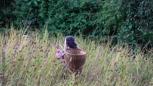 Nepalse Female Farmer Working in a Field with Large Wicker Basket photo