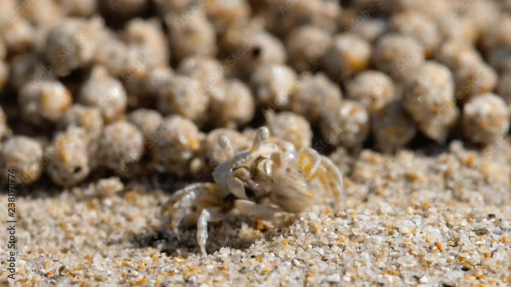 Sand bubbler crab, close-up Sand bubbler crab, close-up