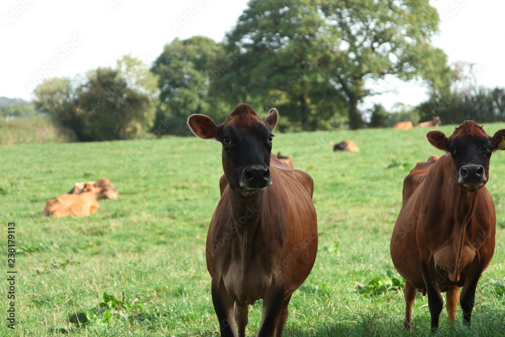 Cows Cows
