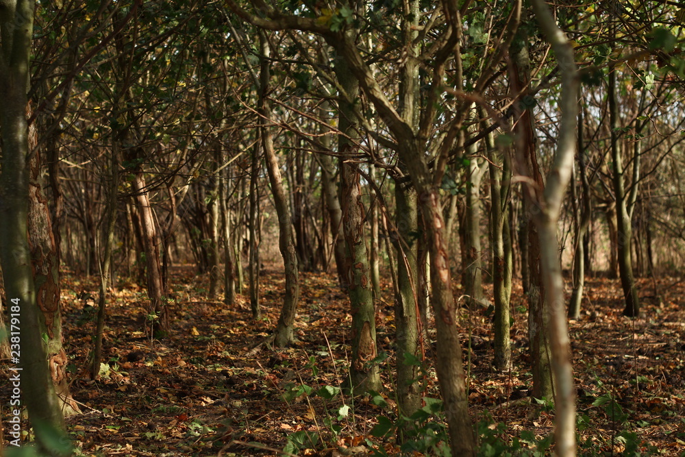 Obraz premium Tree Forest