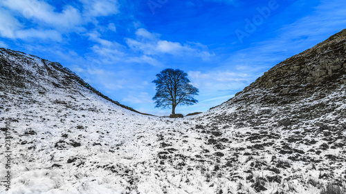 Sycamore gap on Hadrian's Wall, County of Northumberland, England
