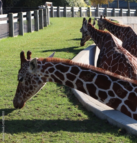 Photography Three Giraffes
