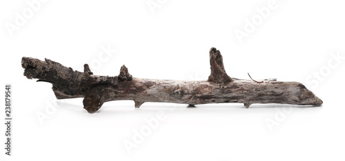 Dry branch for camp fire isolated on white background
