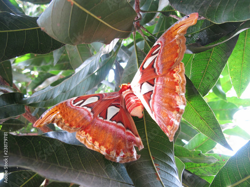 Kupu Gajah or Attacus Atlas, Brown Butterfly Perch on Trees, Rare Animals in Asia