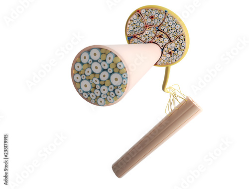 Fototapeta Naklejka Na Ścianę i Meble -  3d rendered medically accurate illustration of the nerve structure