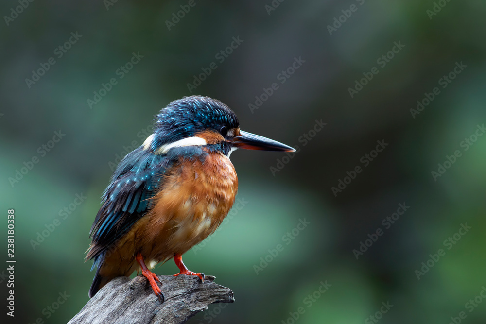 Fototapeta premium The common kingfisher also known as the Eurasian kingfisher, and river kingfisher, is a small kingfisher with seven subspecies recognized within its wide distribution across Eurasia and North Africa. 