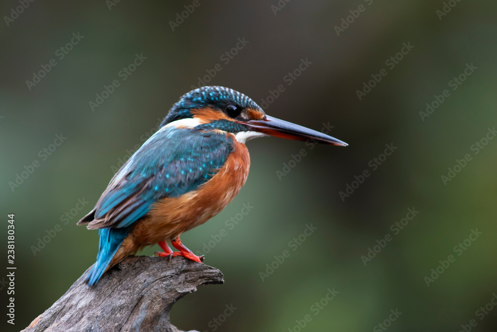 Fototapeta premium The common kingfisher also known as the Eurasian kingfisher, and river kingfisher, is a small kingfisher with seven subspecies recognized within its wide distribution across Eurasia and North Africa.