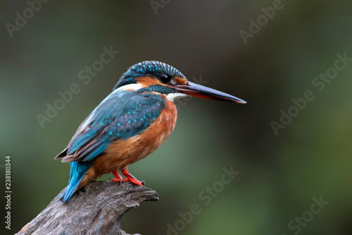 The common kingfisher also known as the Eurasian kingfisher, and river kingfisher, is a small kingfisher with seven subspecies recognized within its wide distribution across Eurasia and North Africa.  © Supaluk