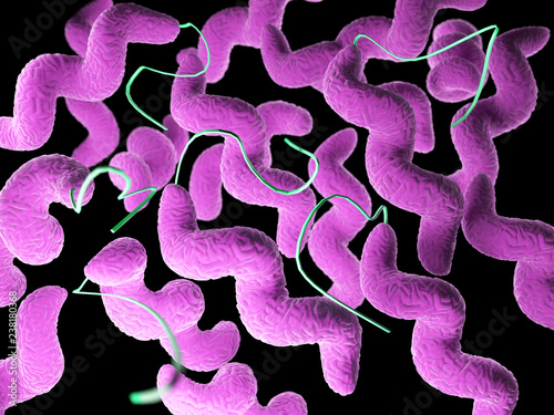 3d rendered medically accurate illustration of a campylobacter bacteria photo