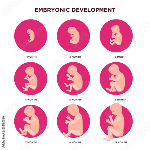 Obraz na plátne Embryo development month by month infographic elements with embryonics icons set in flat design