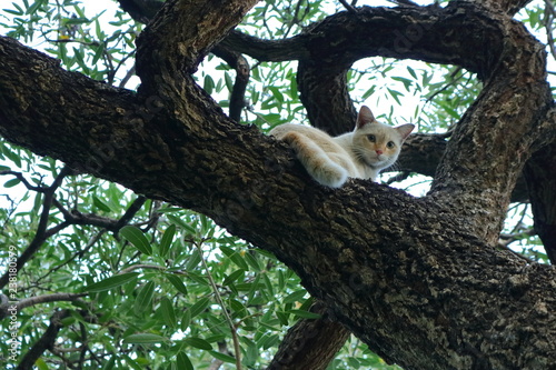 closeup face of a cute cat sitting on tree trunk © evergreentree