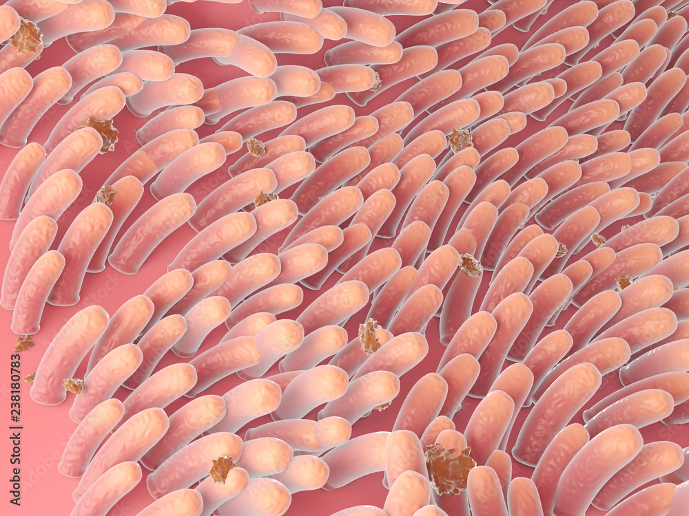 Obraz premium 3d rendered medically accurate illustration of intestinal villis
