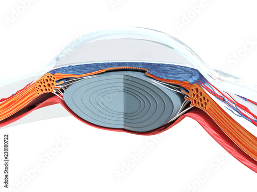 3d rendered medically accurate illustration of the eye anatomy photo