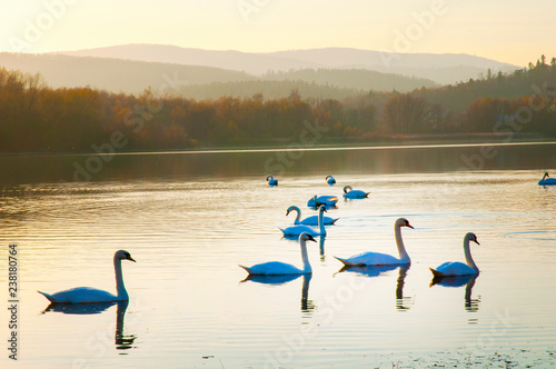 White swans on a colorful lake
