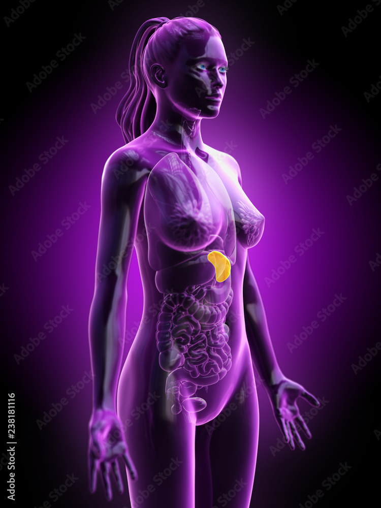 3d rendered medically accurate illustration of a females spleen 3d rendered medically accurate illustration of a females spleen