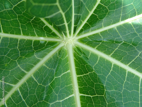 Detail of a leaf