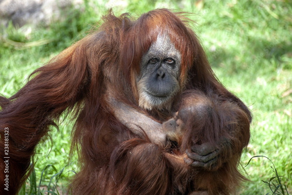 Careful mother takes care of the young, Sumatran Orangutan, Pongo abelii Careful mother takes care of the young, Sumatran Orangutan, Pongo abelii
