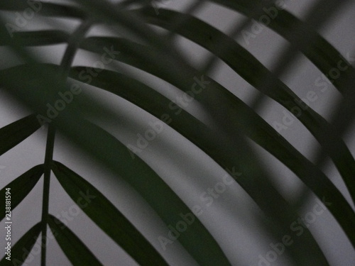 Abstracto de hojas