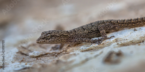 Gecko posing on light colored rock photo