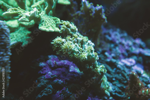 blur glow green neon corals in dark blue light aquarium