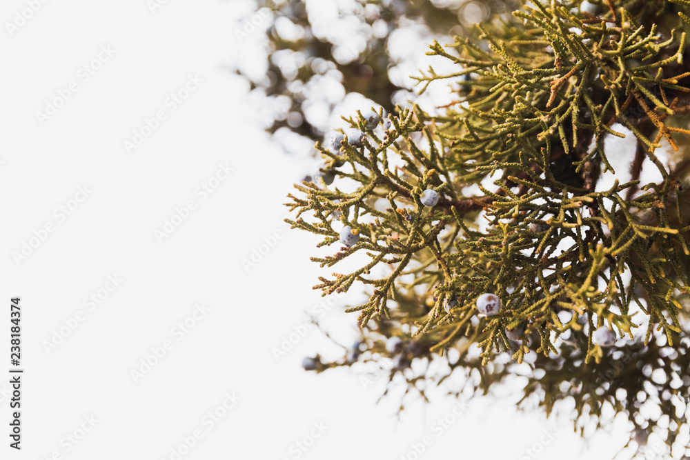 Juniper Tree Branches, Juniper Berries, Western Juniper Berry Tree Juniper Tree Branches, Juniper Berries, Western Juniper Berry Tree