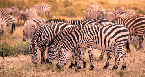 Herd of zebras in african savannah. Zebra with pattern of black and white stripes. Wildlife scene from nature in Africa. Safari in National Park Ngorongoro Crater  Tanzania.