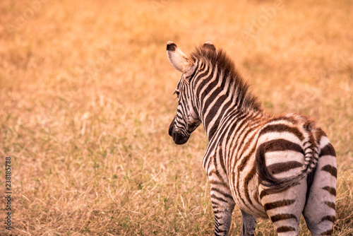 Young baby zebra with pattern of black and white stripes. Wildlife scene from nature in savannah  Africa. Safari in National Park of Tanzania.