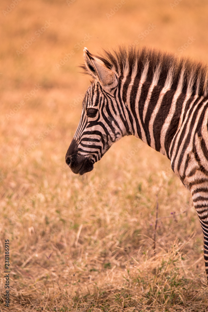 Young baby zebra with pattern of black and white stripes. Wildlife scene from nature in savannah, Africa. Safari in National Park of Tanzania. Young baby zebra with pattern of black and white stripes. Wildlife scene from nature in savannah, Africa. Safari in National Park of Tanzania.