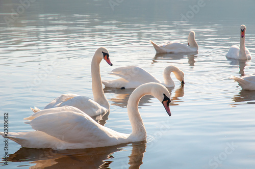 White swans on a colorful lake
