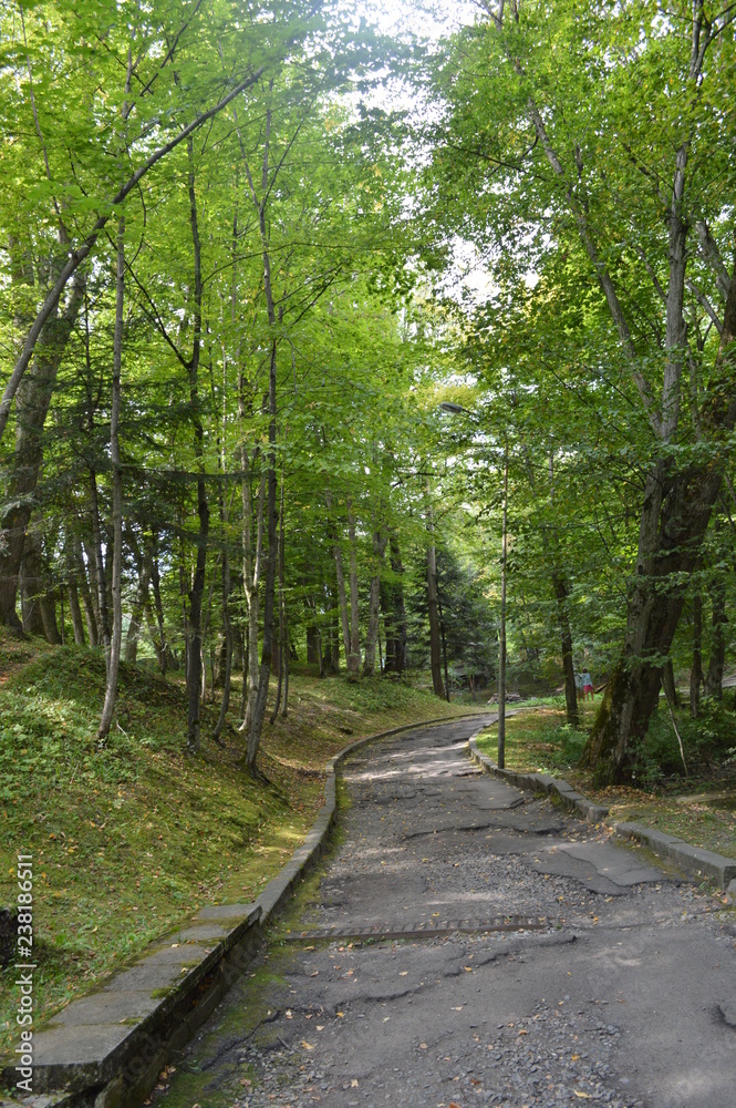 Fototapeta premium path in the park