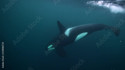 Orcas, killer whales hunting herrings in the fjords of northern Norway